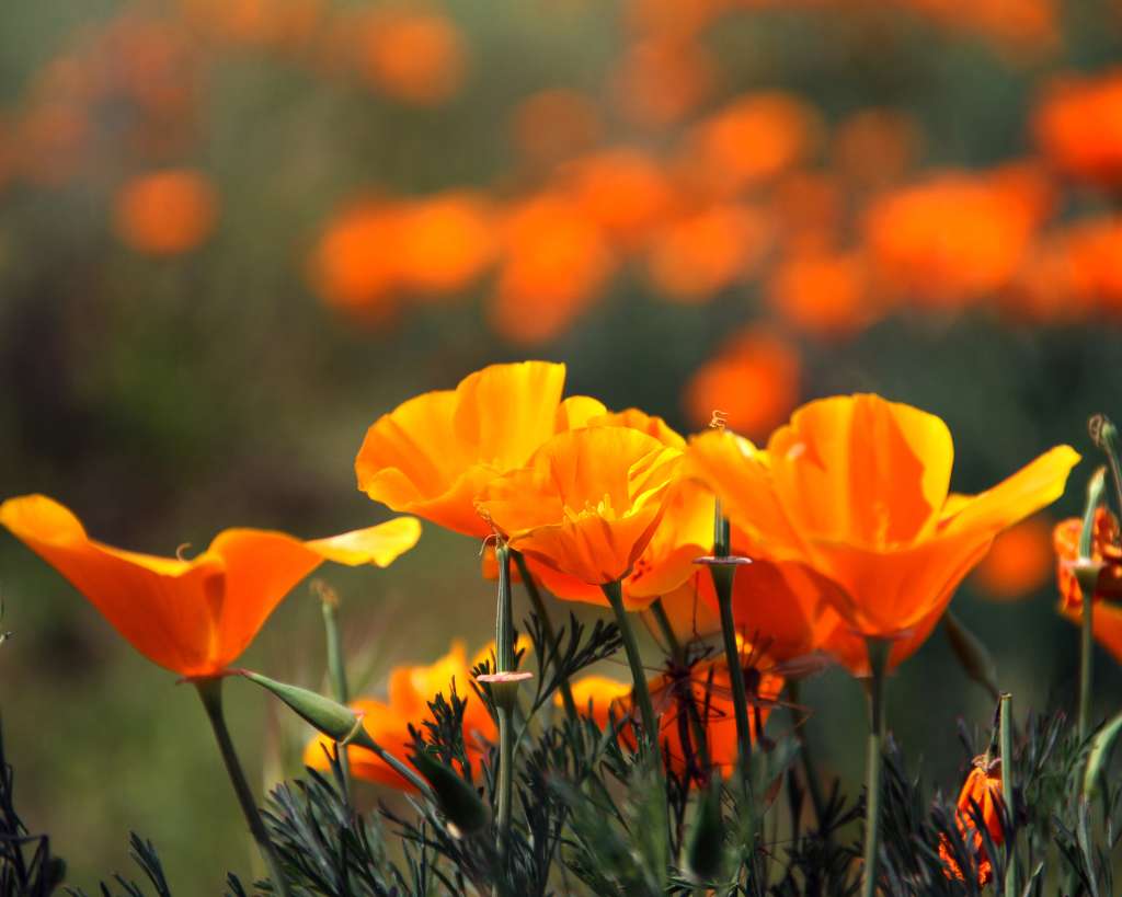 Orange California Poppy