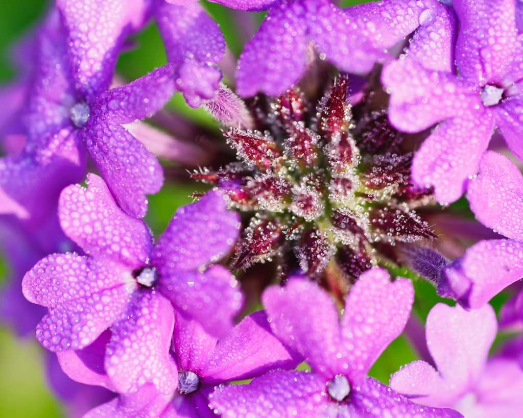 Verbena Homestead Purple