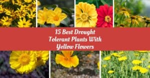 Drought Tolerant Plants With Yellow Flowers