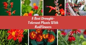 Collage of Drought-Tolerant Plants With Red Flowers