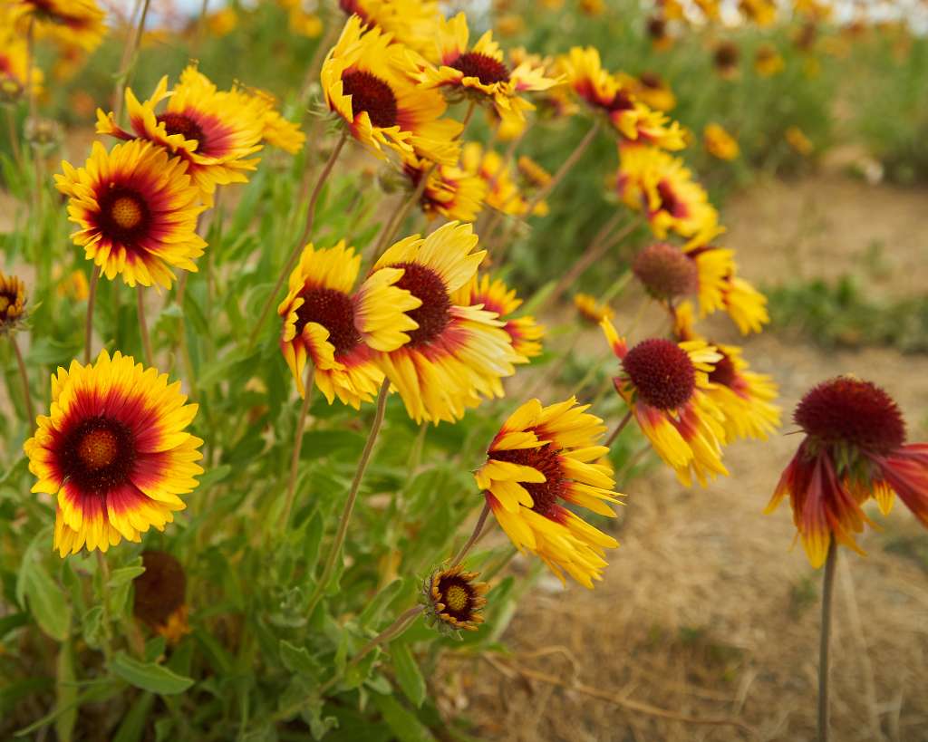 Yellow Blanket Flower