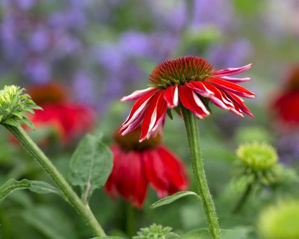Red Flowers of Coneflower