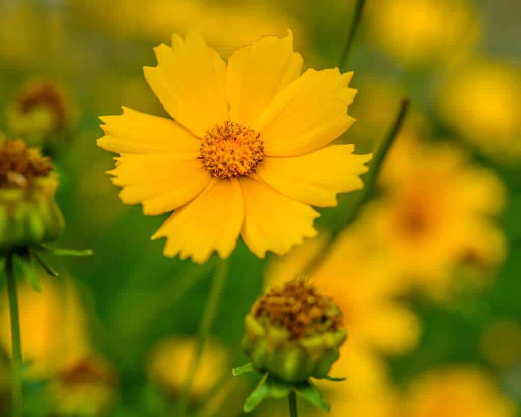 Yellow Flowers of Coreopsis