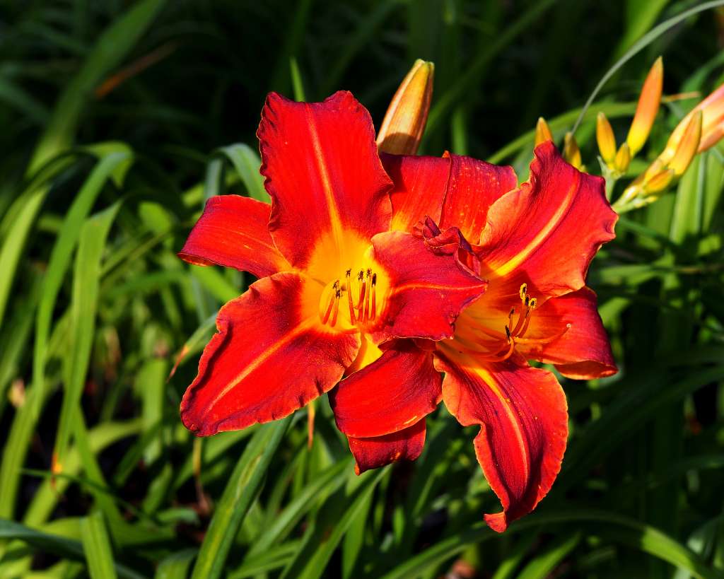 Daylily Red Flowers
