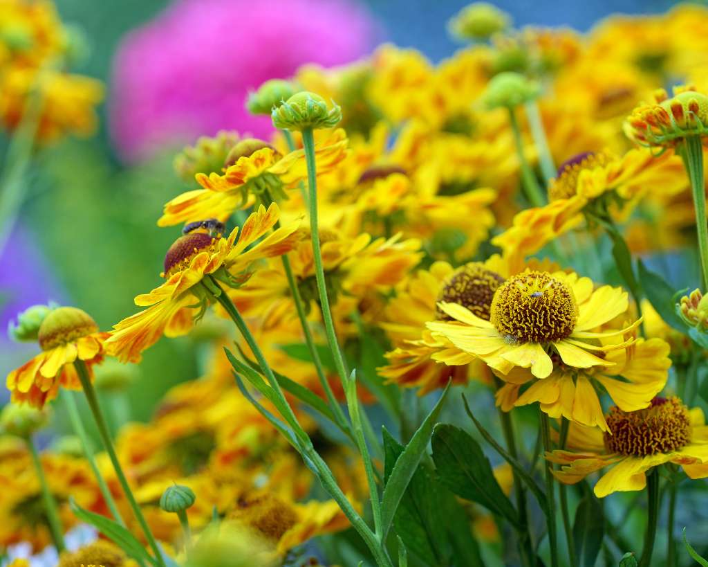 Helenium Yellow Flowers