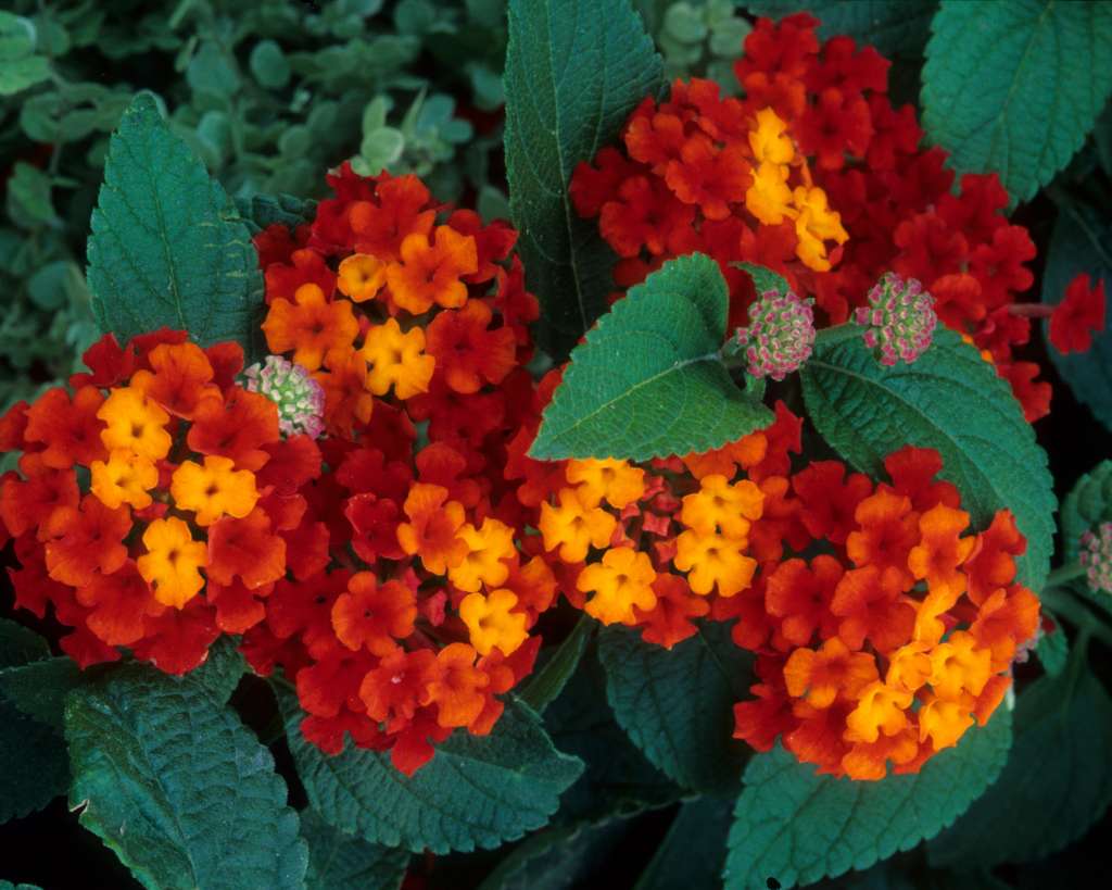 Clusters of Red and Yellow Flowers of Lantana