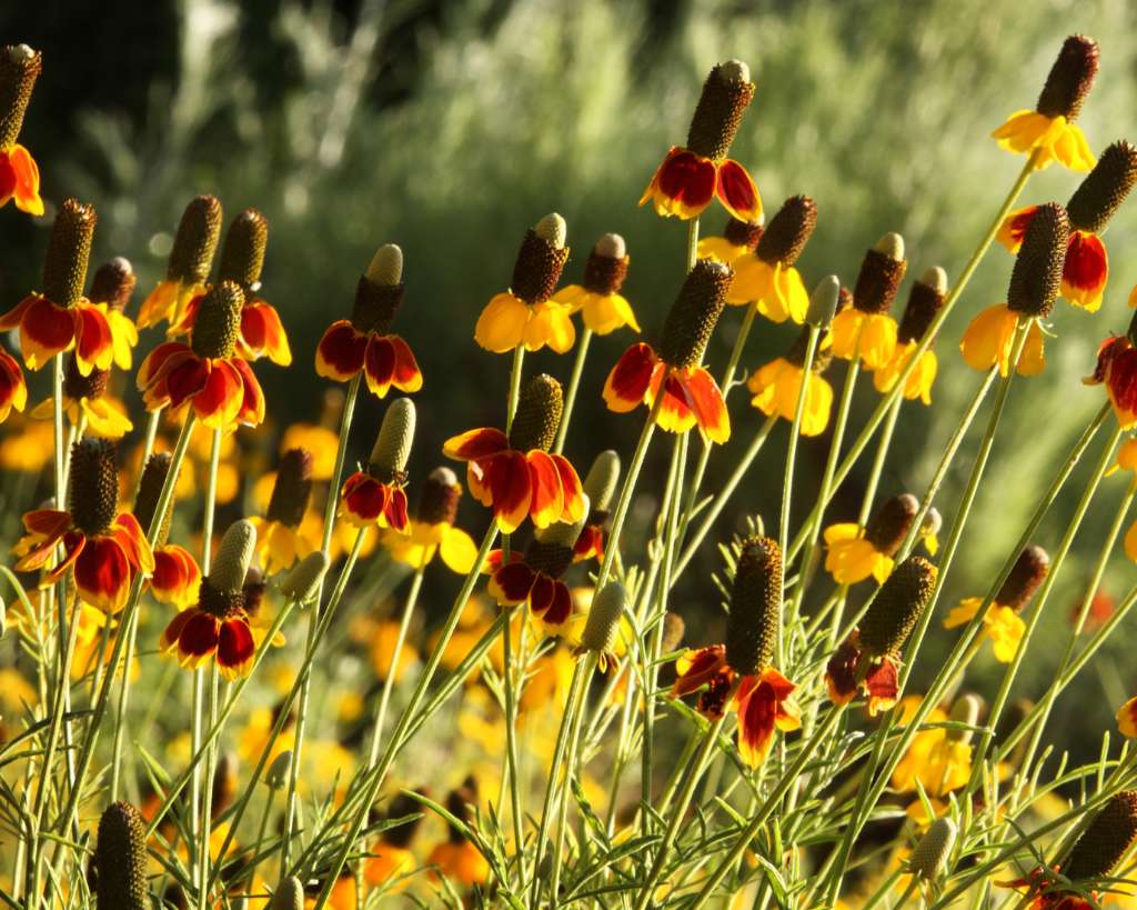 Mexican Hat Yellow Flowers