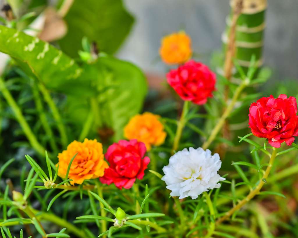 Portulaca flowers in red, white and yellow shades