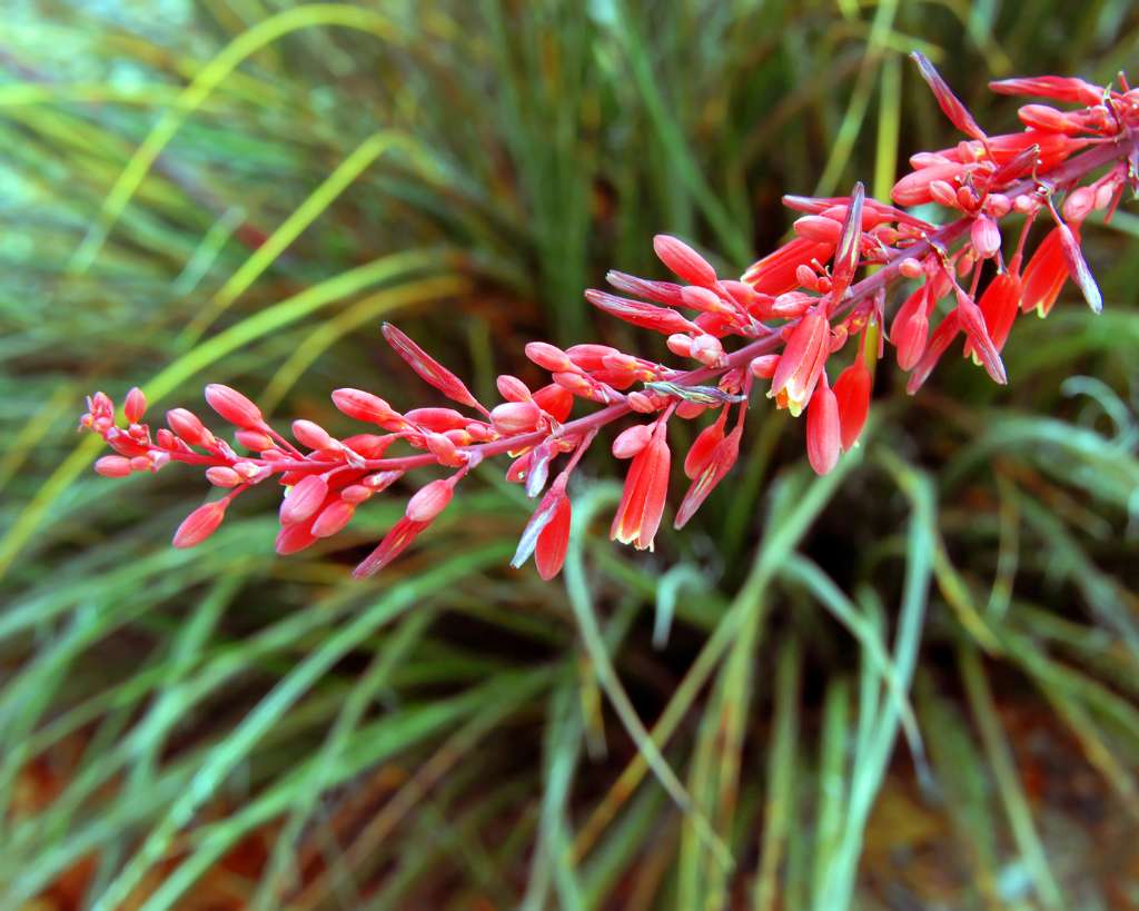 Drought-Tolerant Red Flowers of Red Yucca