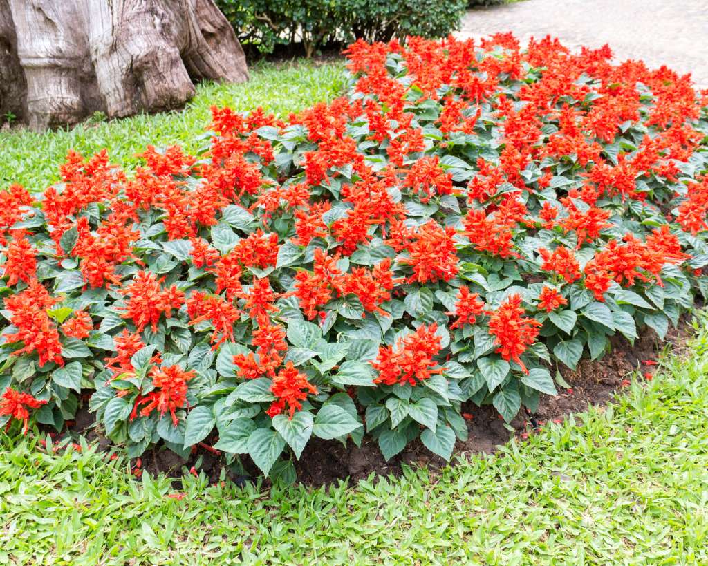 Salvia Drought-Tolerant plants with red flowers in a garden