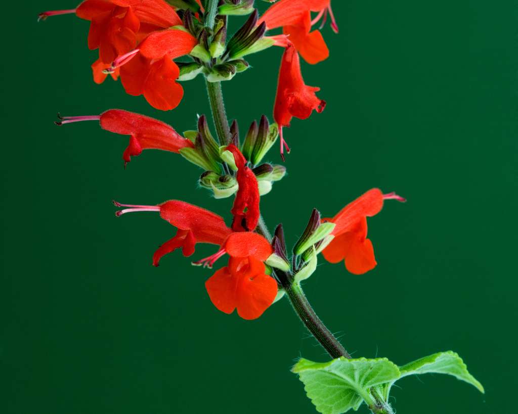 Scarlet Sage Red Flowers