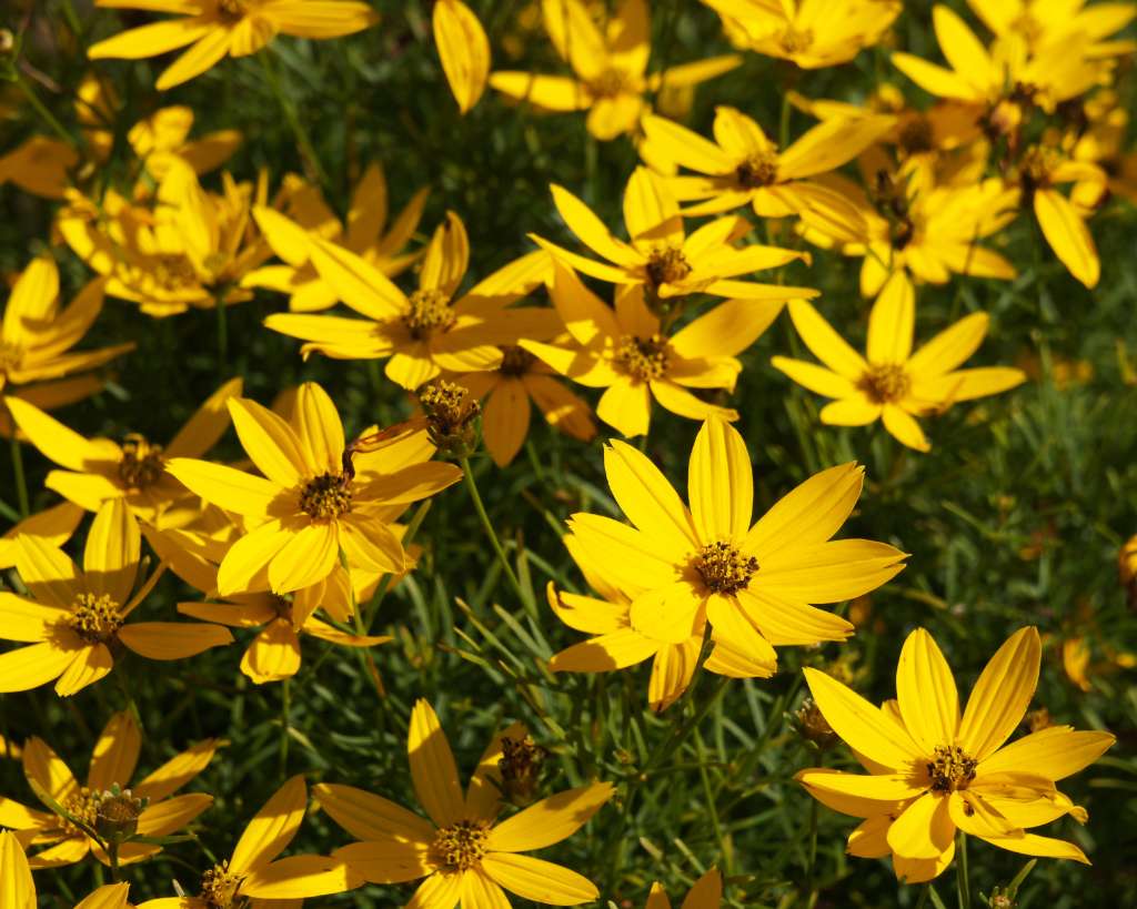 Threadleaf coreopsis yellow flowers