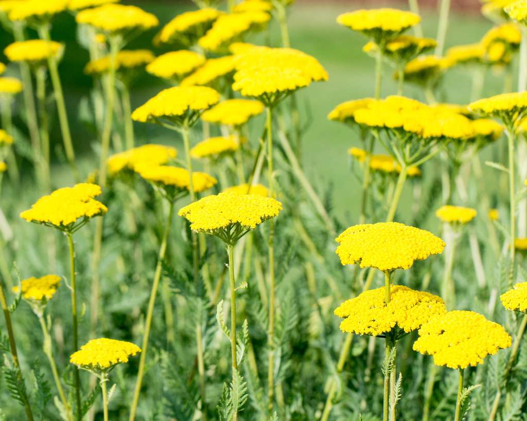 Yarrow Yellow Flowers