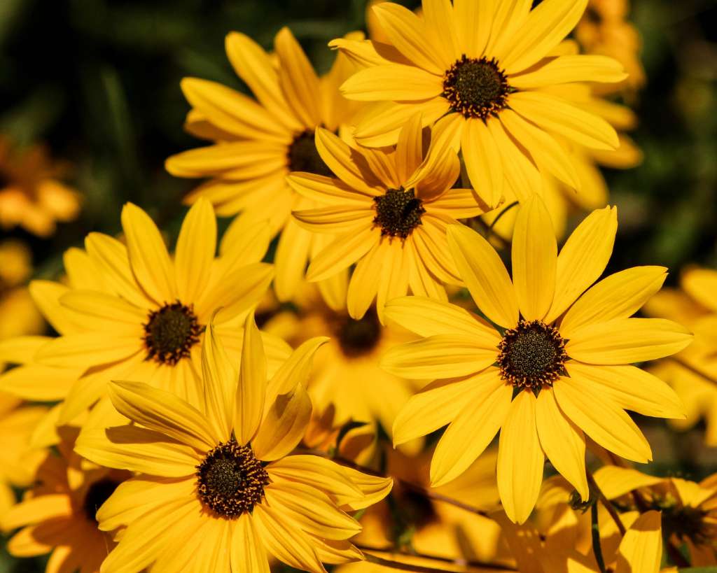 Yellow Blackfoot Daisy