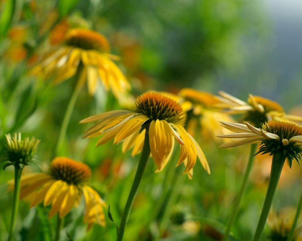 Yellow Coneflower