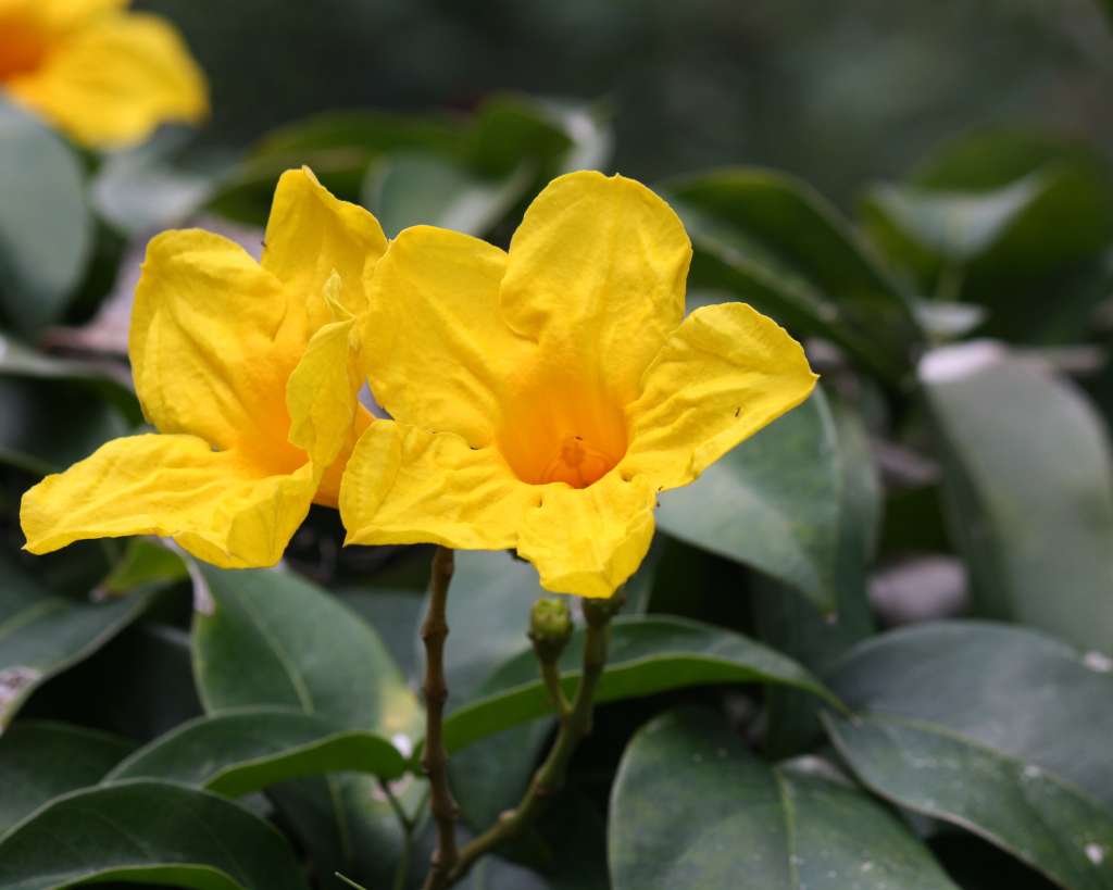 Yellow bells