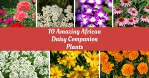 Best African Daisy Companion Plants
