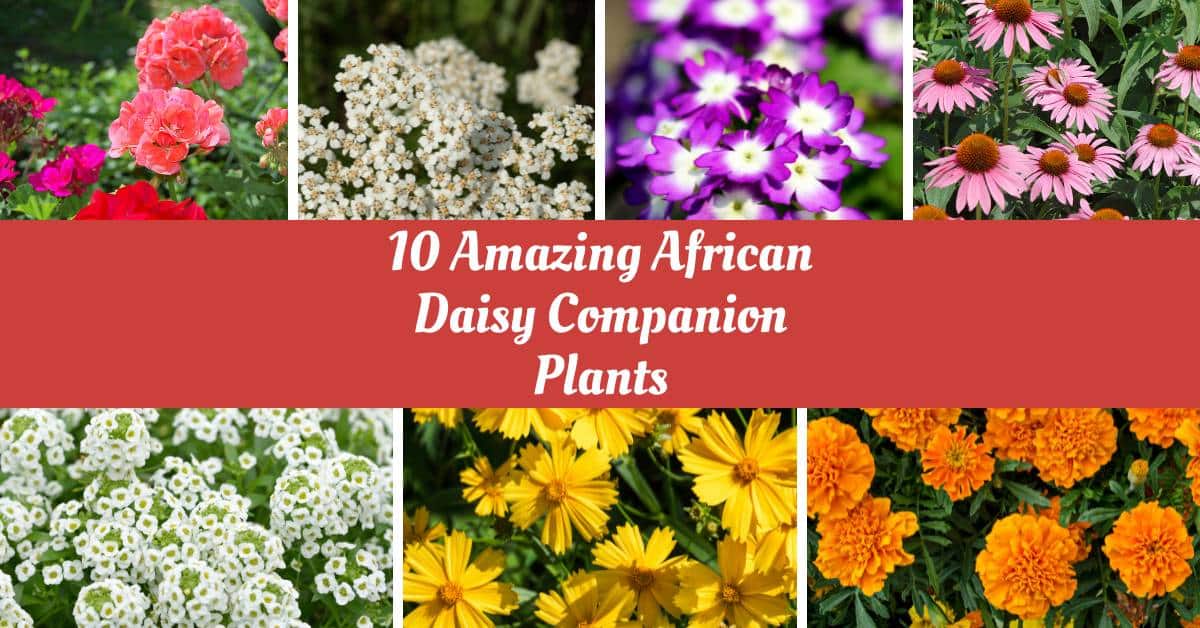 Best African Daisy Companion Plants