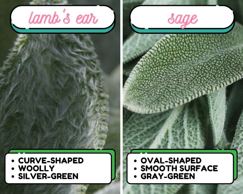 Lamb's Ear vs Sage - Leaves