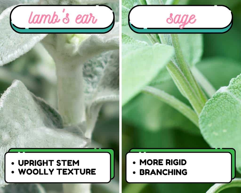 Lamb's Ear vs Sage - Stems