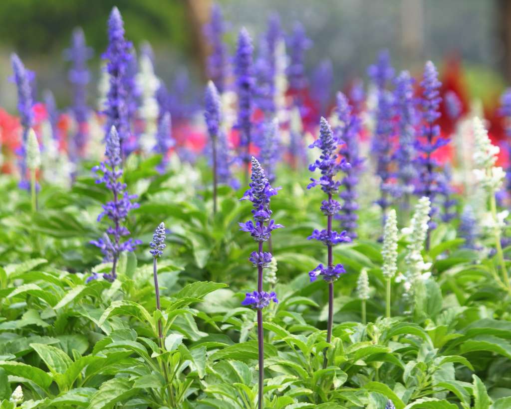 Salvia Plant With Purple Colored Flowers