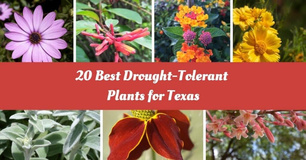 20 Best Drought-Tolerant Plants for Texas - Zeelyfe