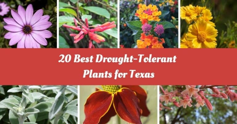 Drought-Tolerant Plants For Texas