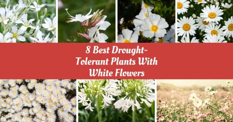 8 Best Drought-Tolerant Plants With White Flowers