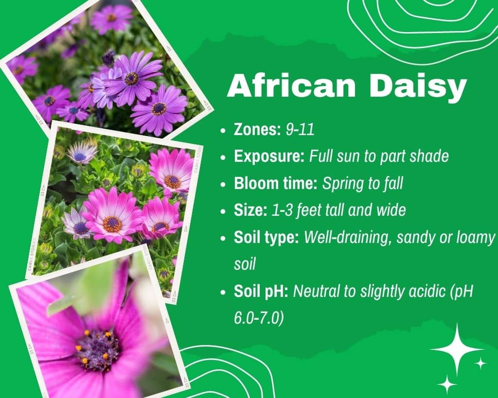 African Daisy Information