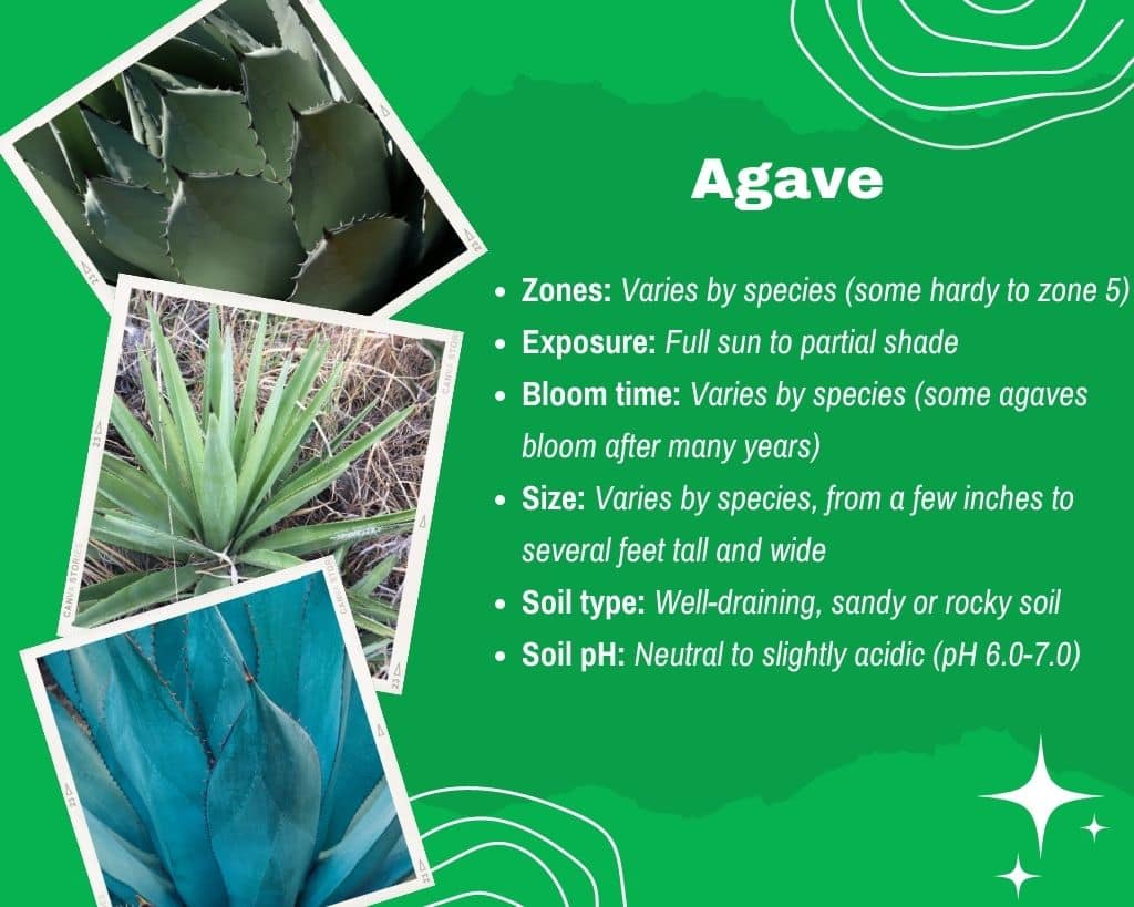 Agave Information