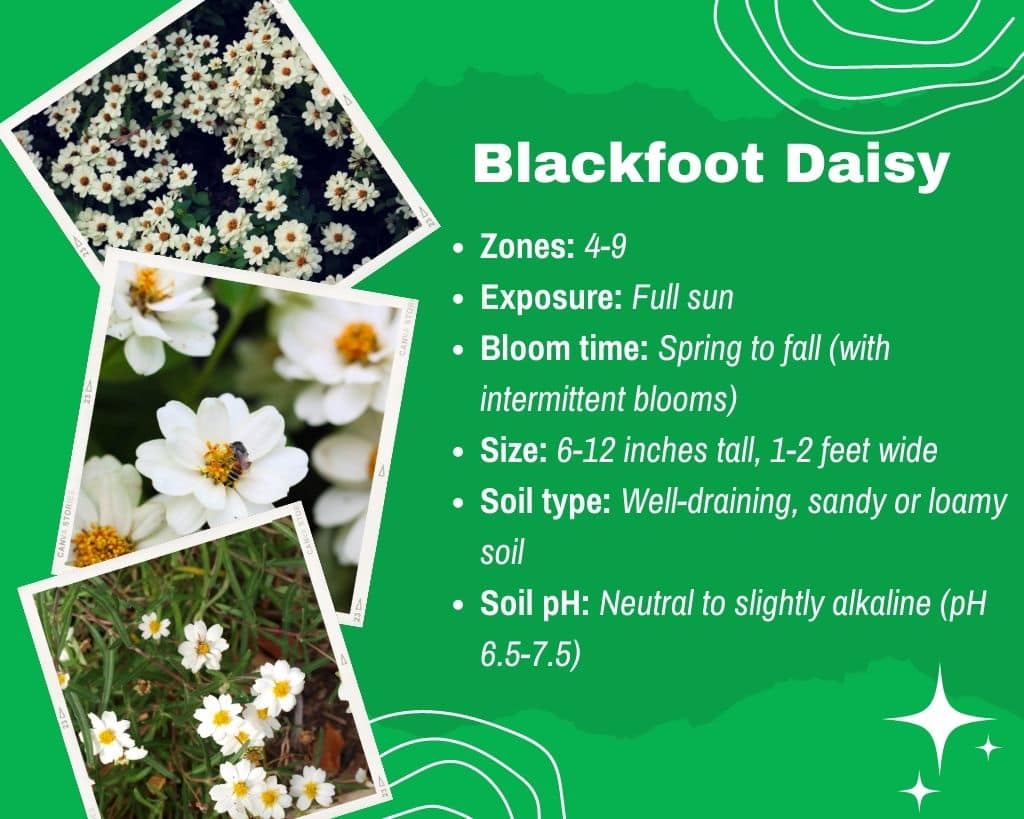 Blackfoot Daisy Information