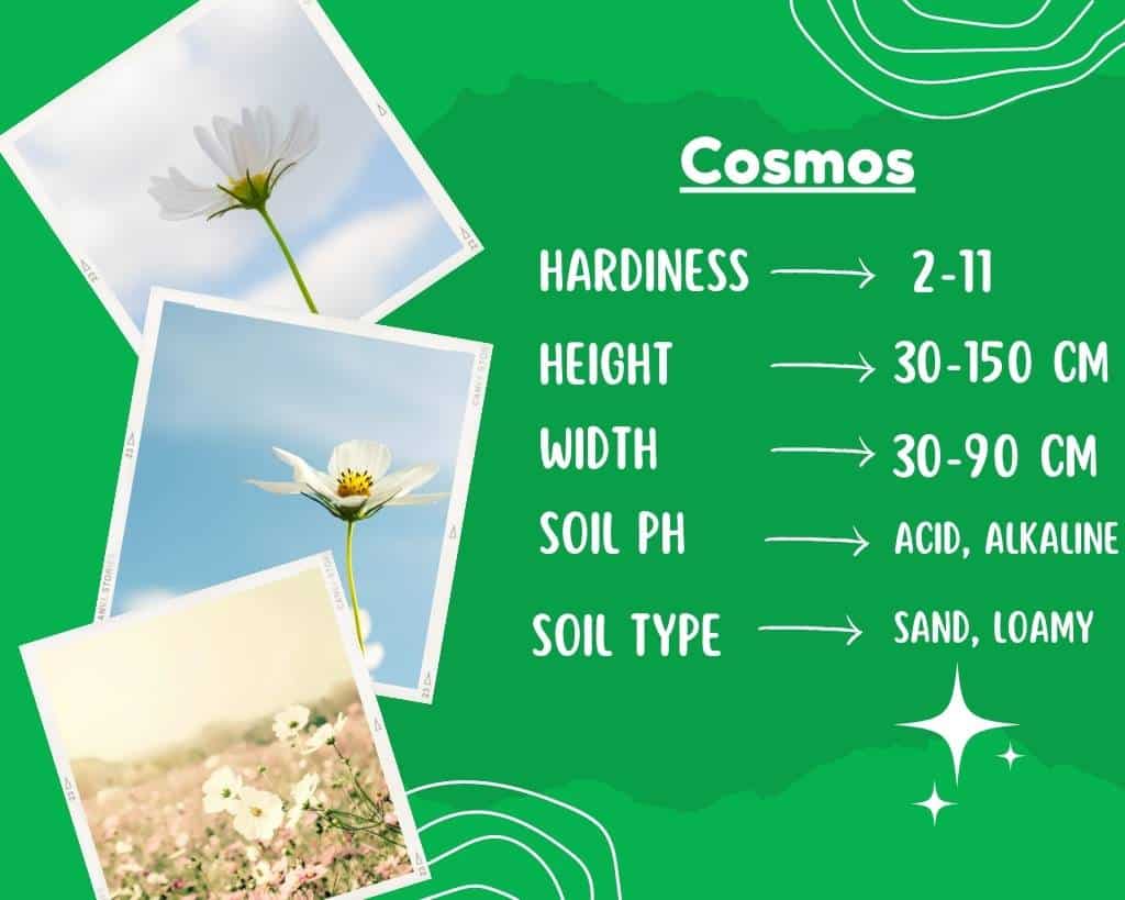 Cosmos Plant Info