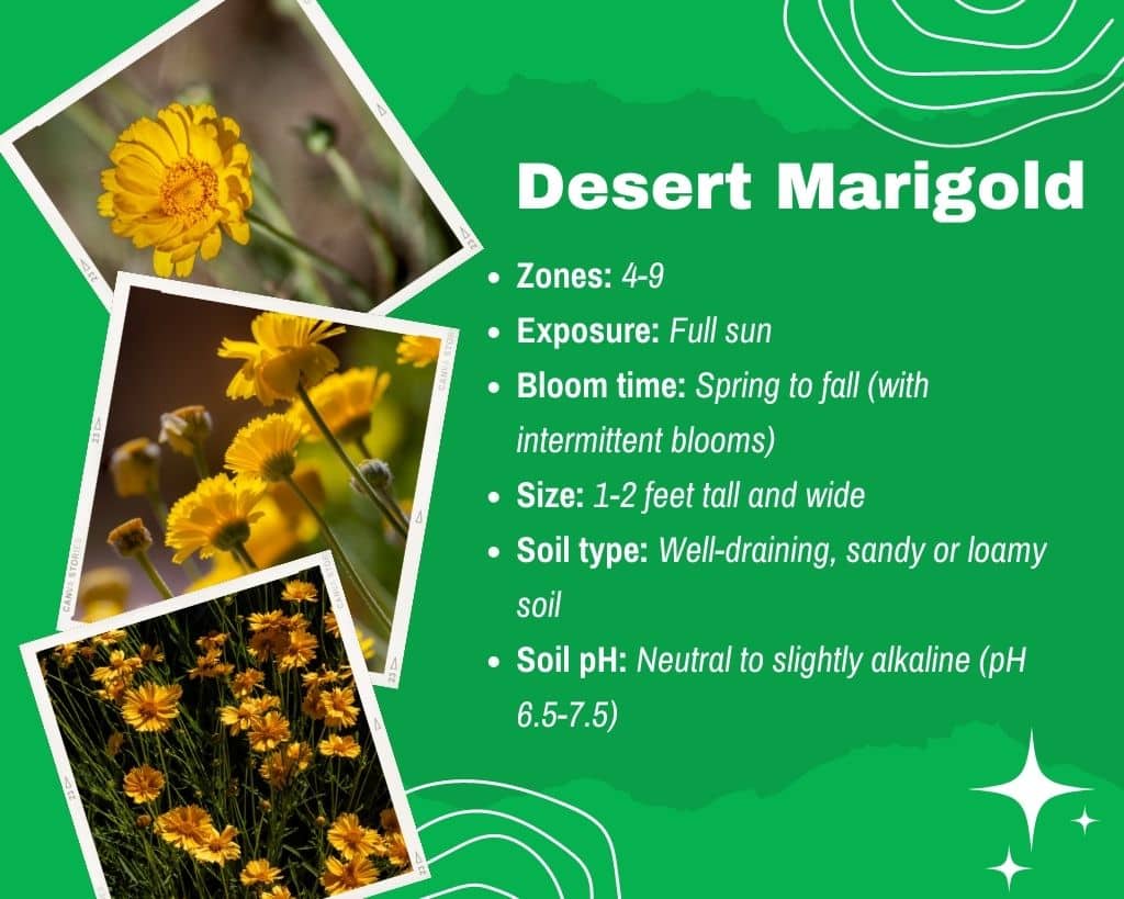 Desert Marigold Information