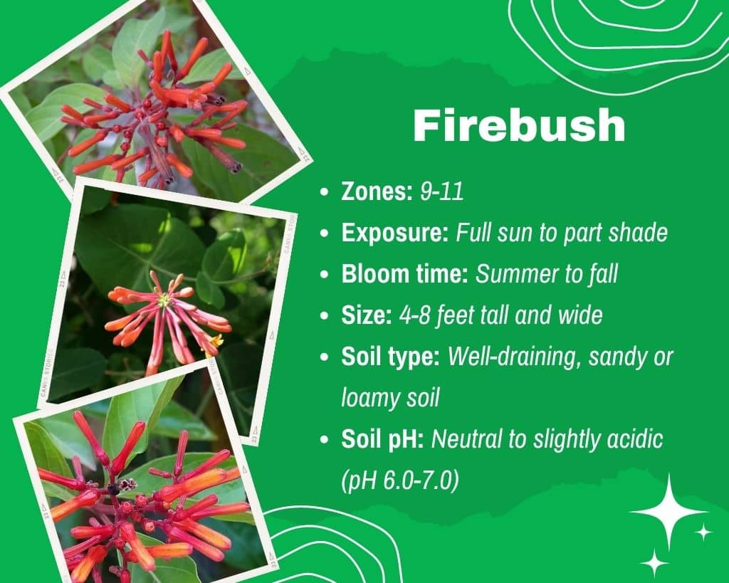 Firebush Information