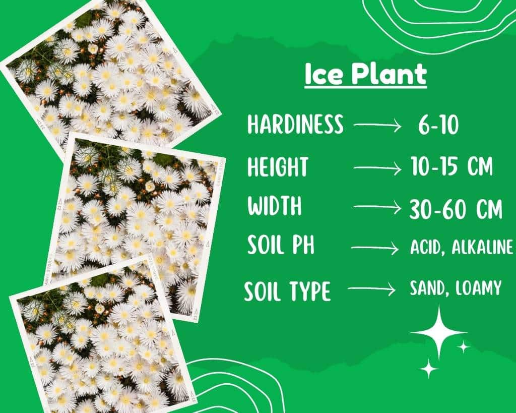 Ice Plant Info