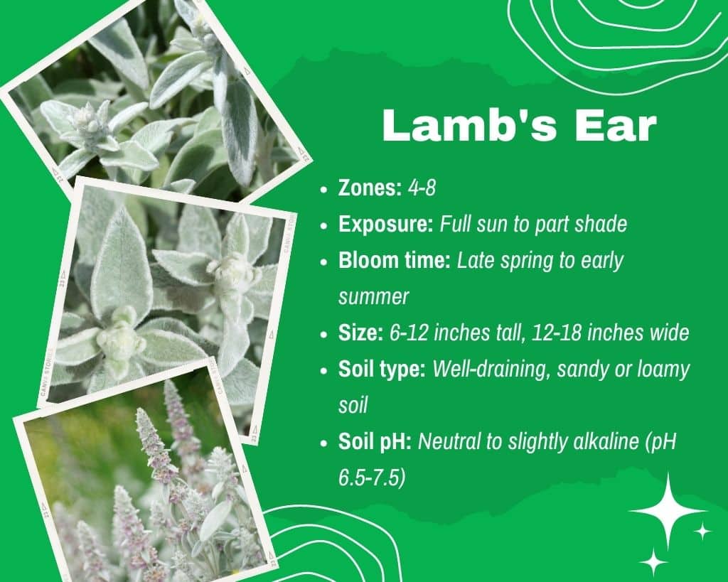 Lamb's Ear Information