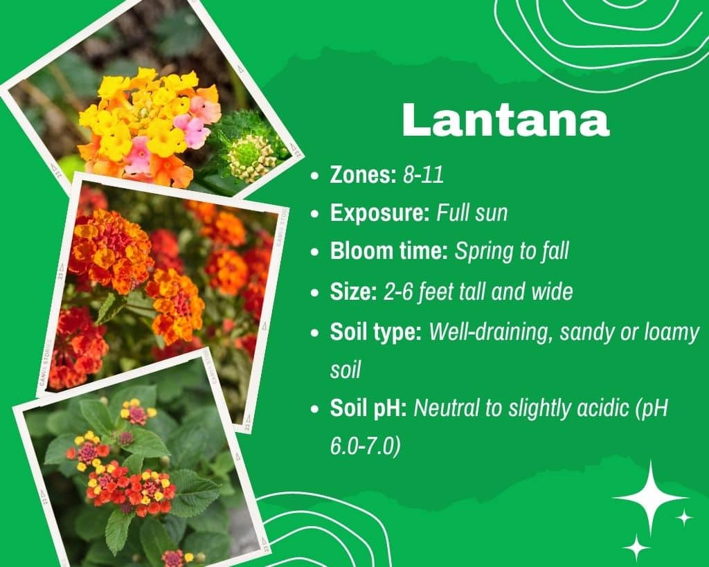 Lantana Information