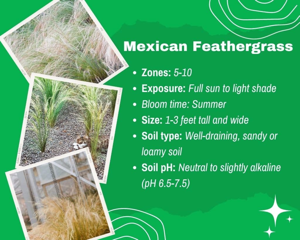 Mexican Feathergrass Information