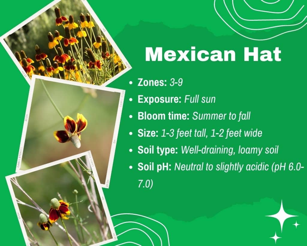 Mexican Hat Information