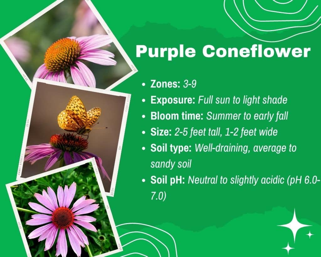 Purple Coneflower Information