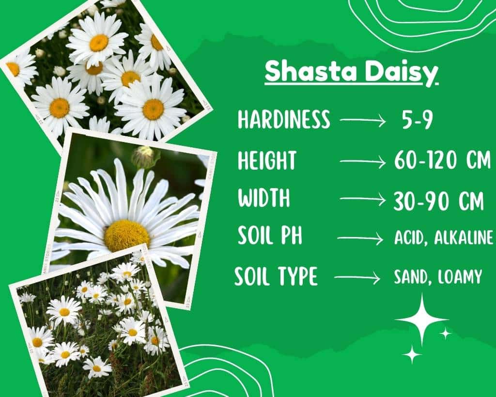 Shasta Daisy Plant Info