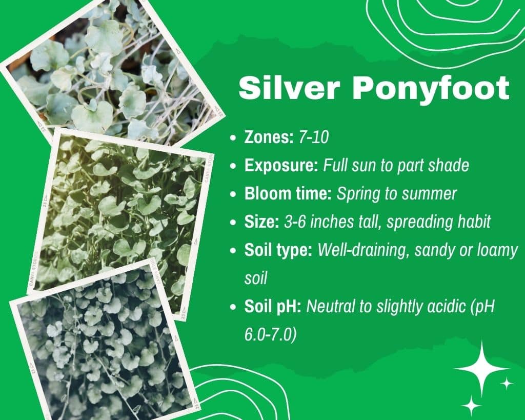 Silver Ponyfoot Information