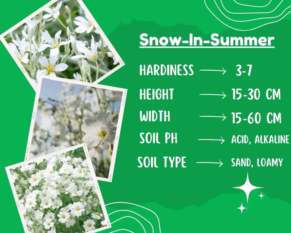 Snow-In-Summer Plant Info