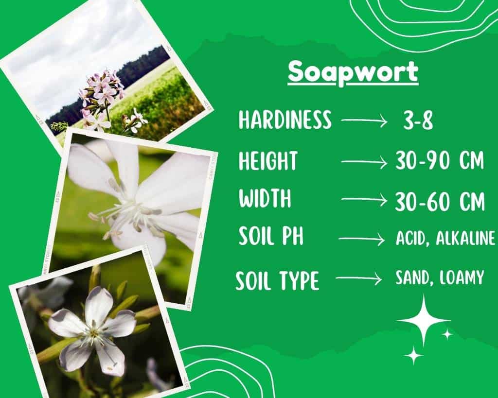 Soapwort Plant Info