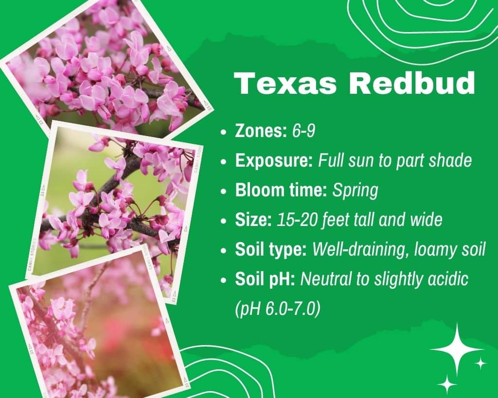 Texas Redbud Information