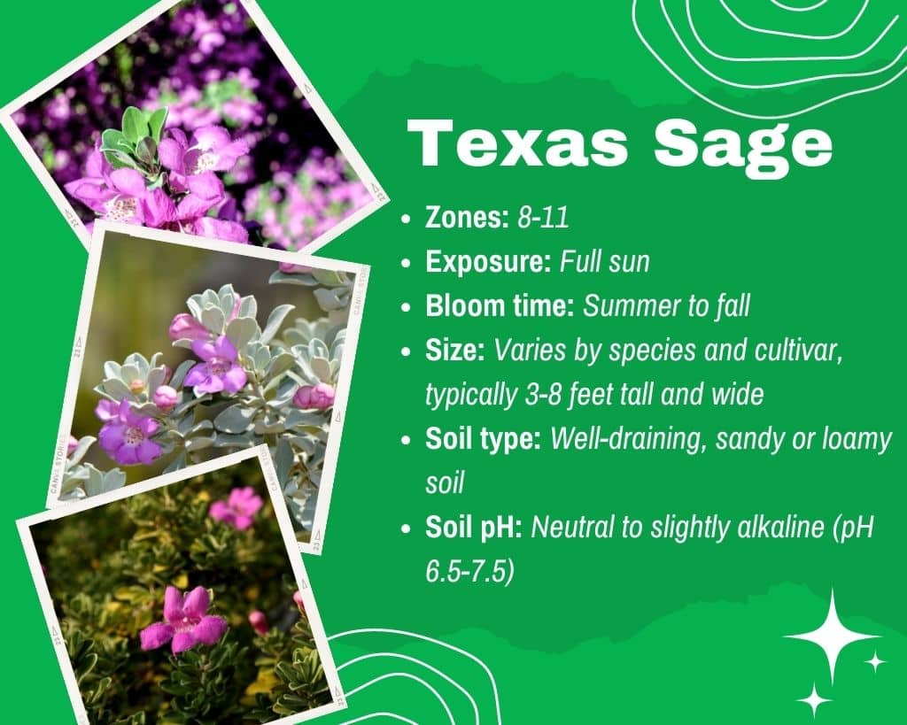 Texas Sage Information