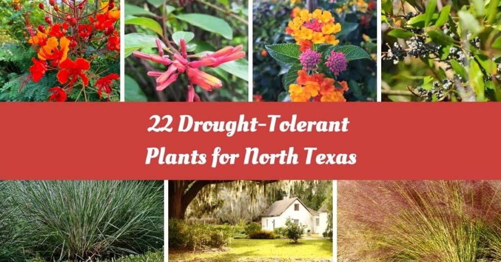 22 Best Drought-Tolerant Plants For North Texas: Flourish Without The ...