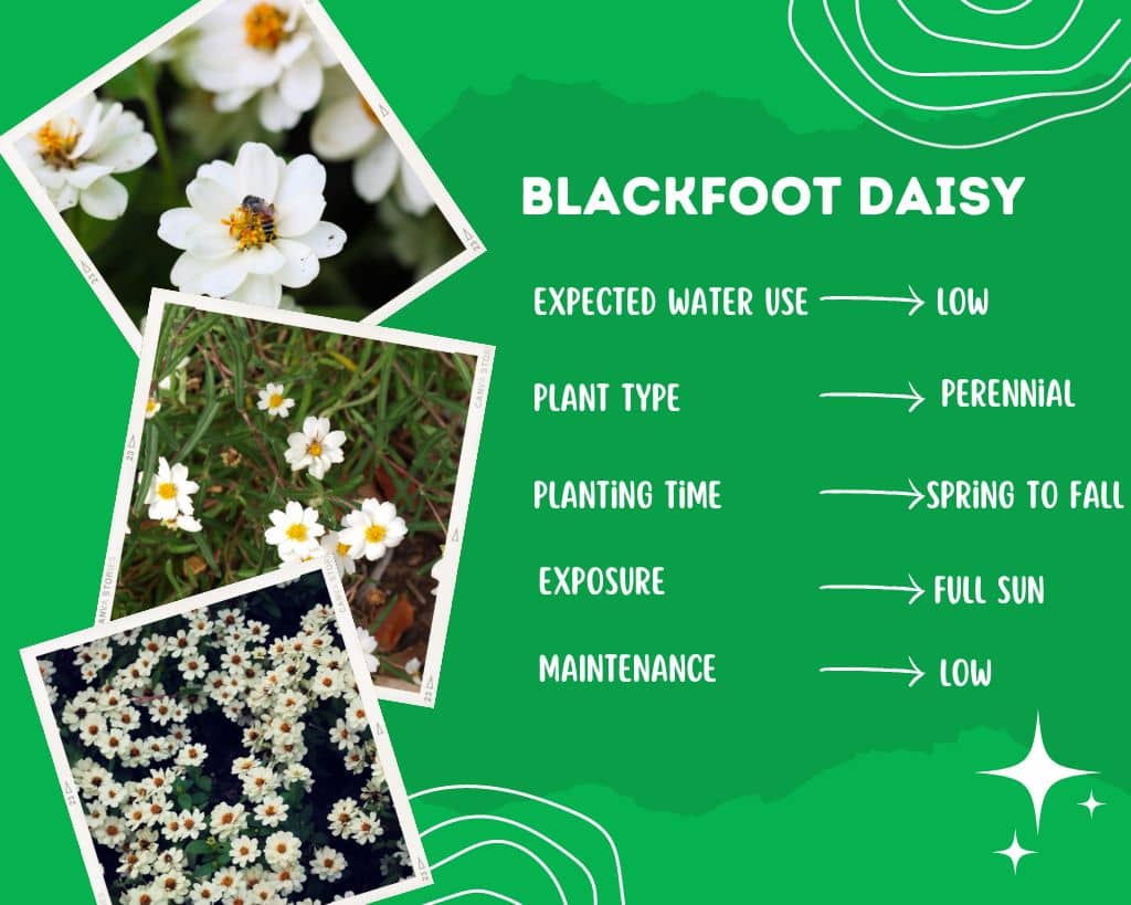 Blackfoot Daisy Plant Information