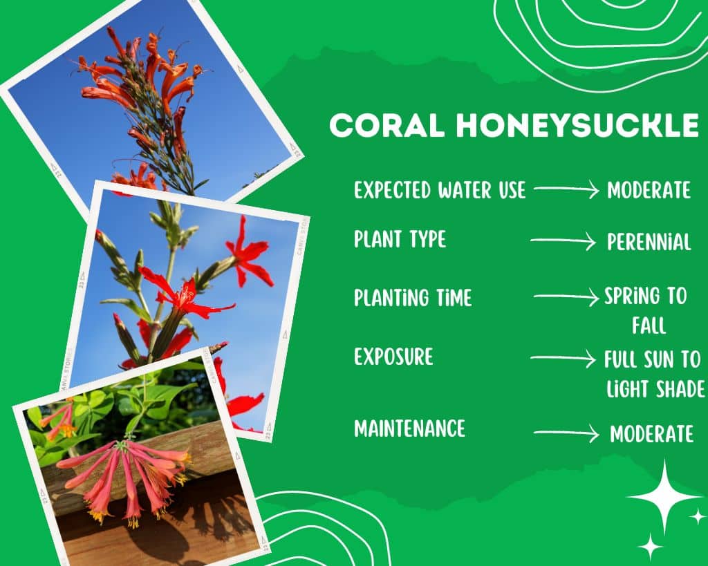 Coral Honeysuckle Plant Information