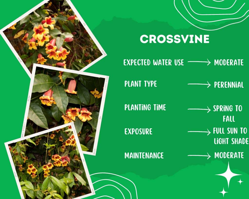 Crossvine Plant Information